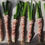 Thumbnail: SCALLIONS (3 BUNCHES)