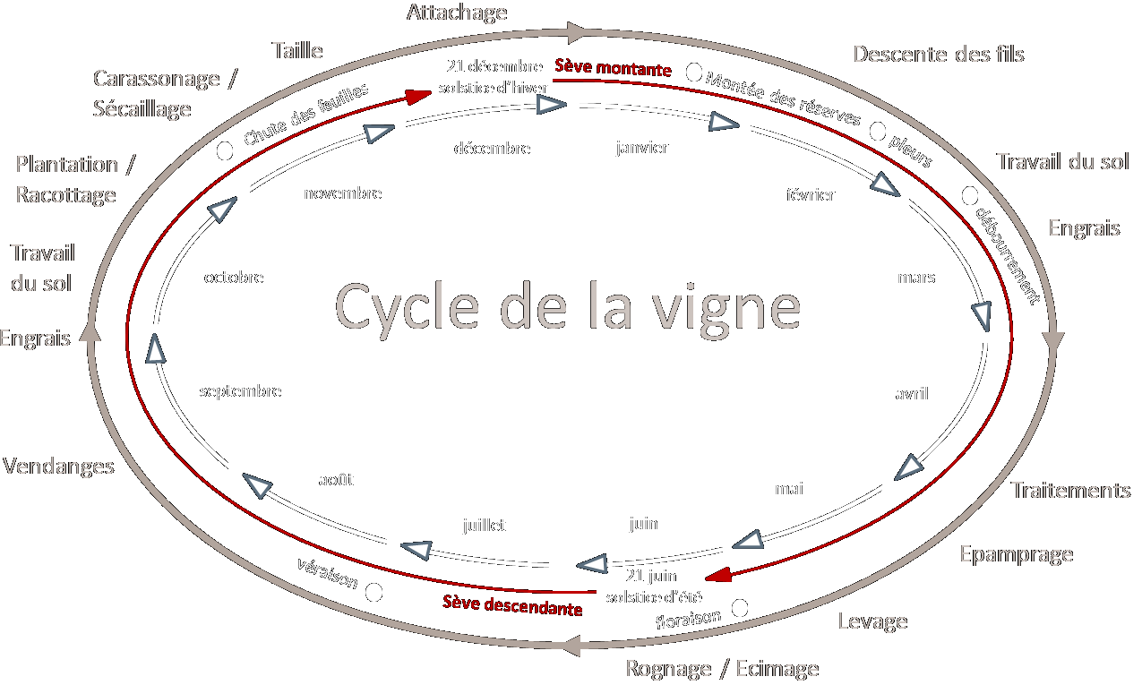 cycle de la vigne, Château Prat de Cest