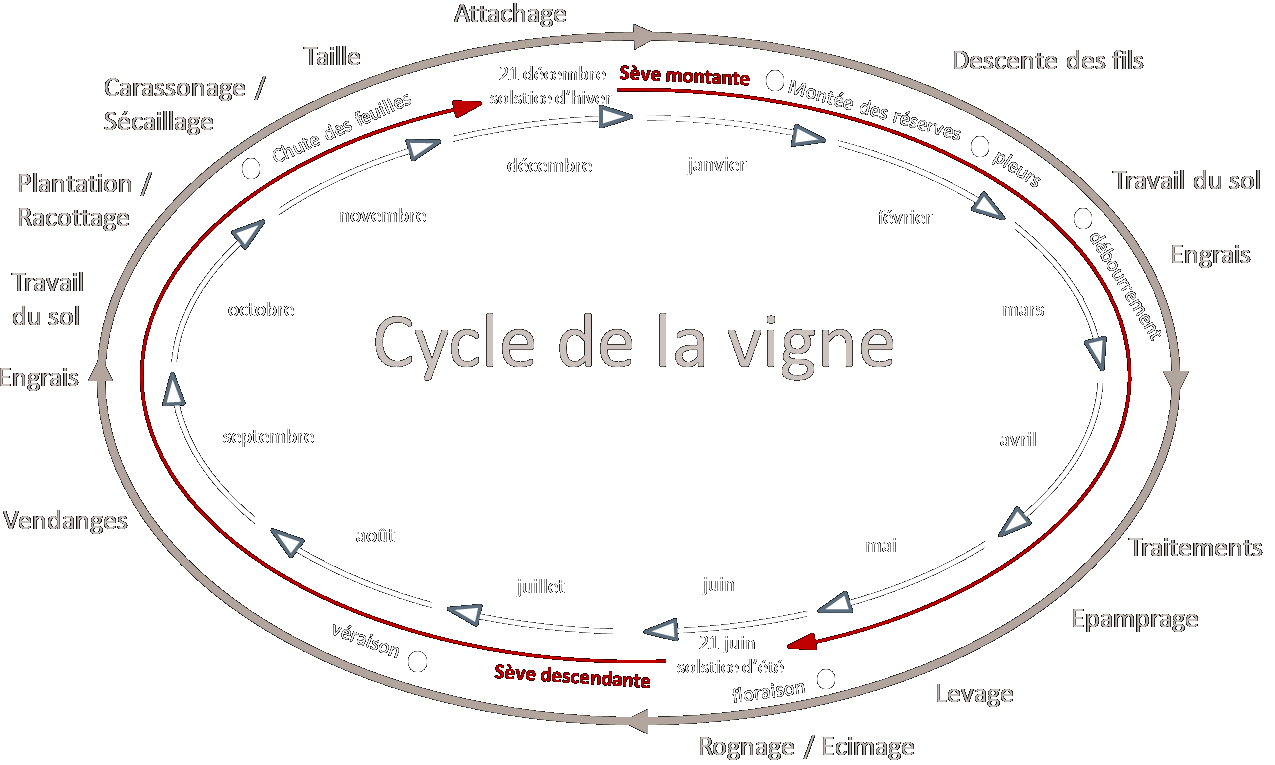 cycle de la vigne, Château Prat de Cest 