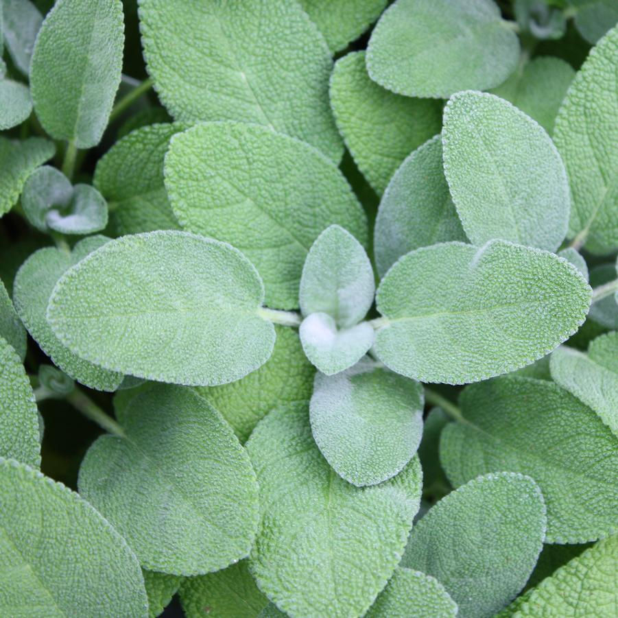 Herb-Sage Bergartten