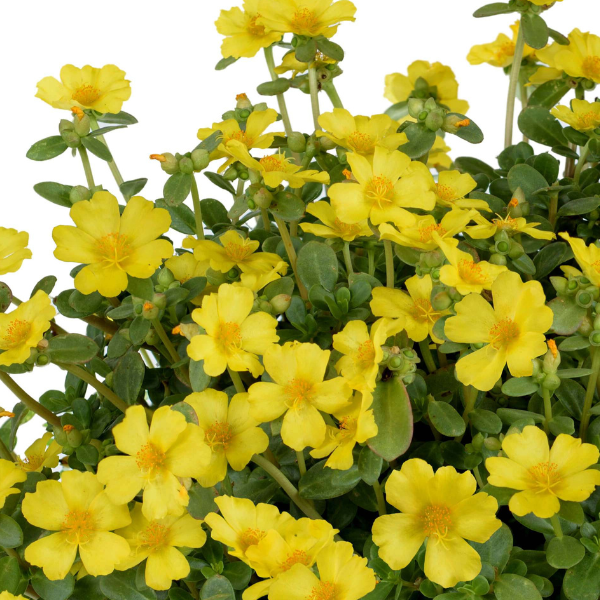 Portulaca NanoYellow