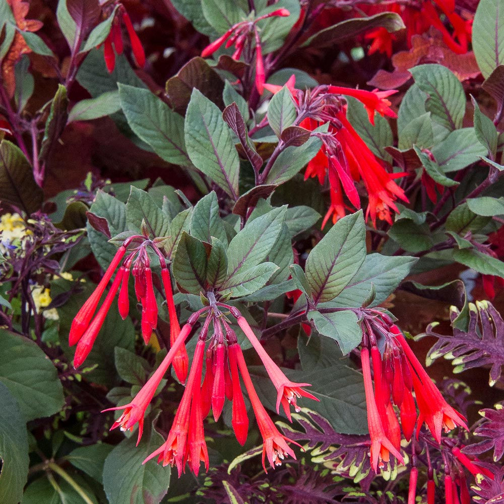 Fuchsia Gartenmeister