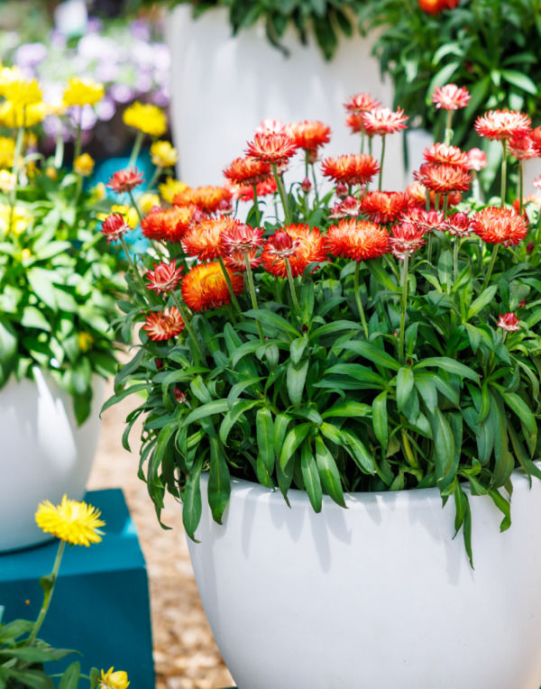 Bracteantha Granvia Orange Flame