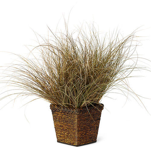 Carex flag Toffee Twist-Proven Winners