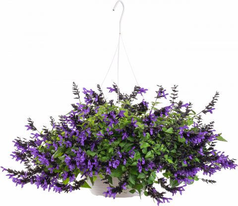 Salvia Hummingbird Falls