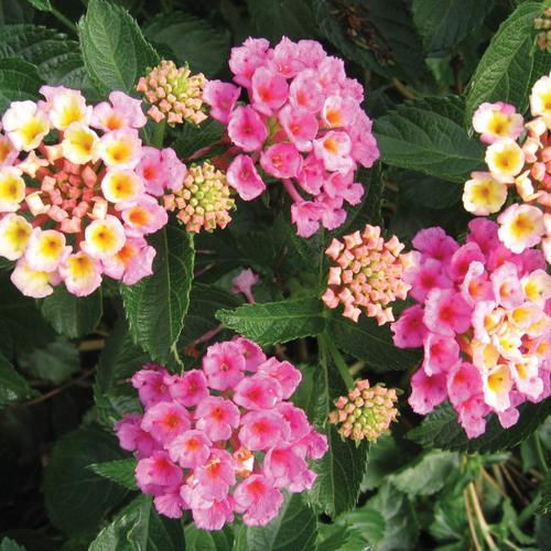 Lantana Bandana Pink