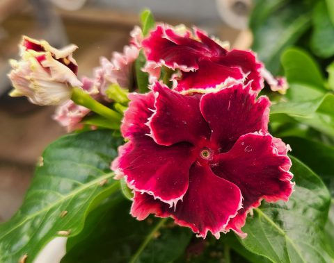 Vinca Flamenco Salsa Red
