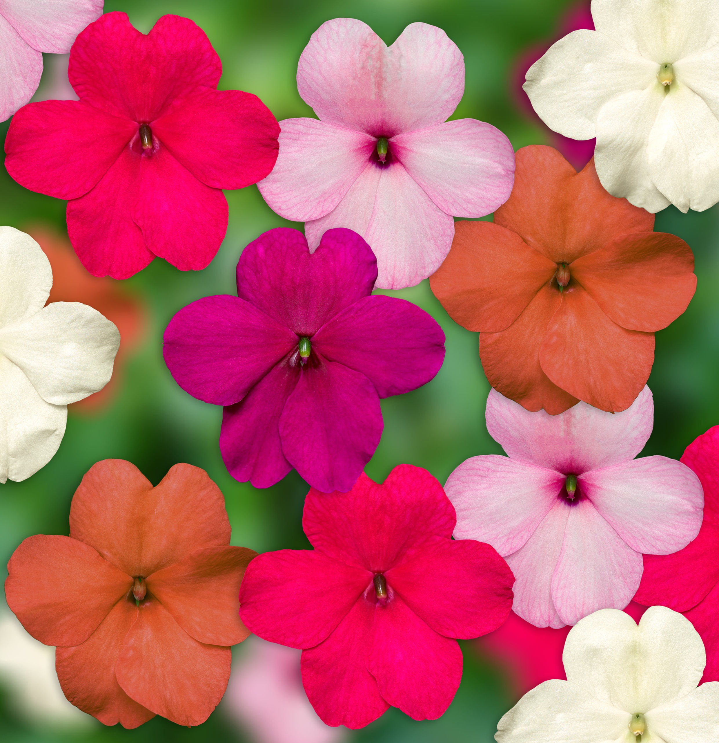 Impatiens Imara Xtreme Pastel Mix