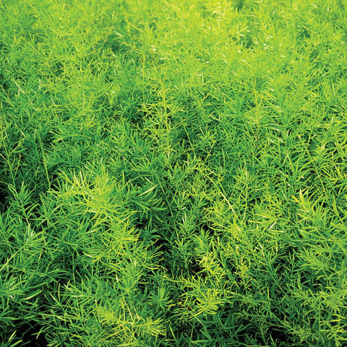 Asparagus Sprengeri ("asparagus fern"))