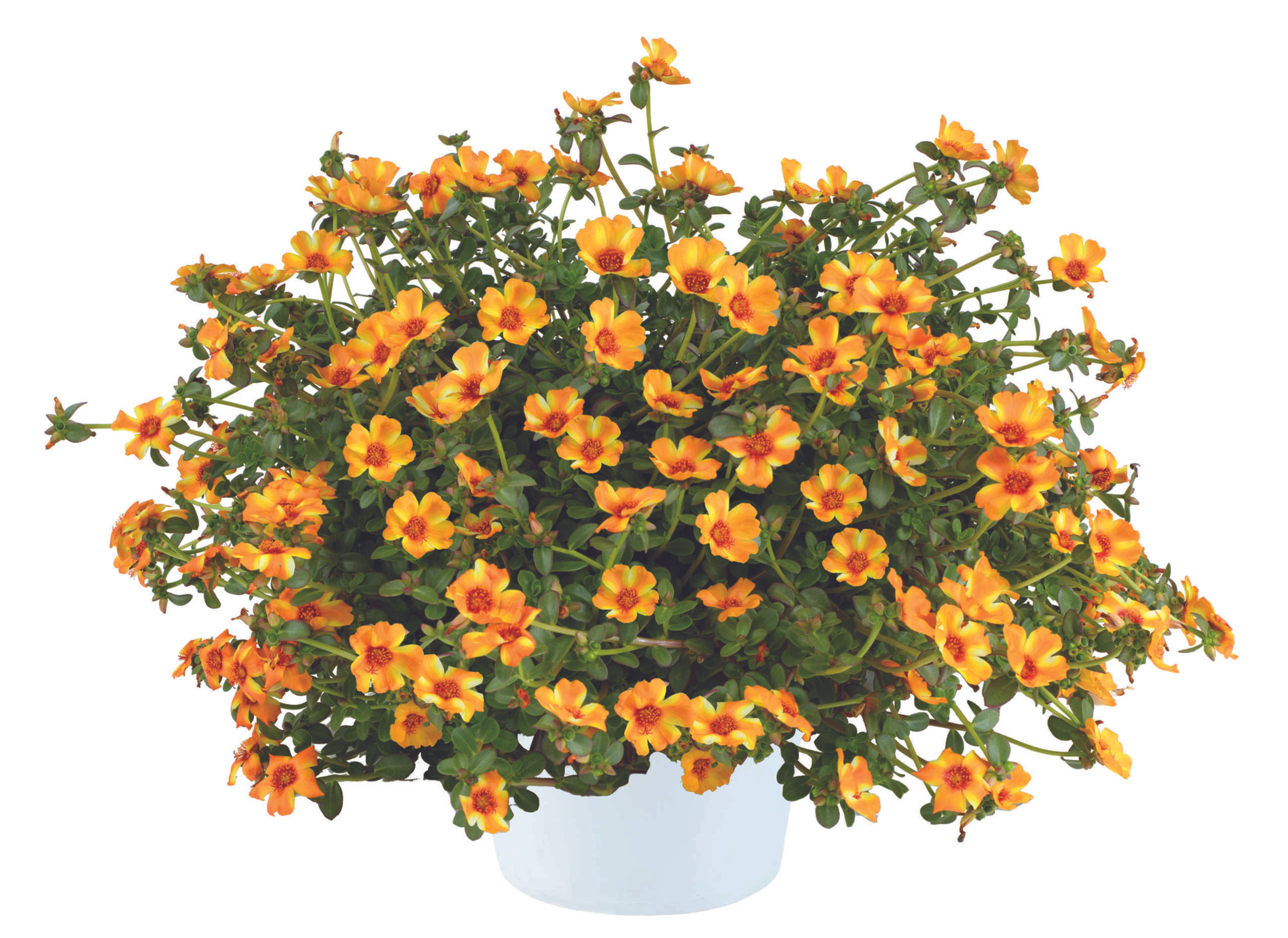 Portulaca Mega Pazzaz-Mango Twist