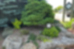 dwarf conifer.jpg