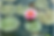Pond.png