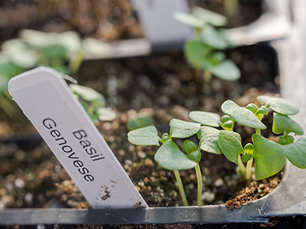 Behind the Scenes in the Greenhouse