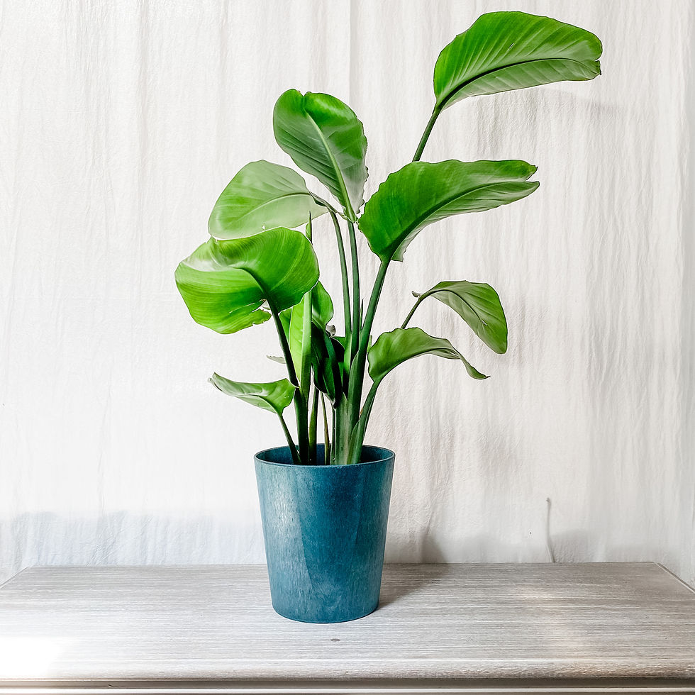 Thumbnail: Strelitzia Nicolai / Bird of Paradise (Pot is not included)