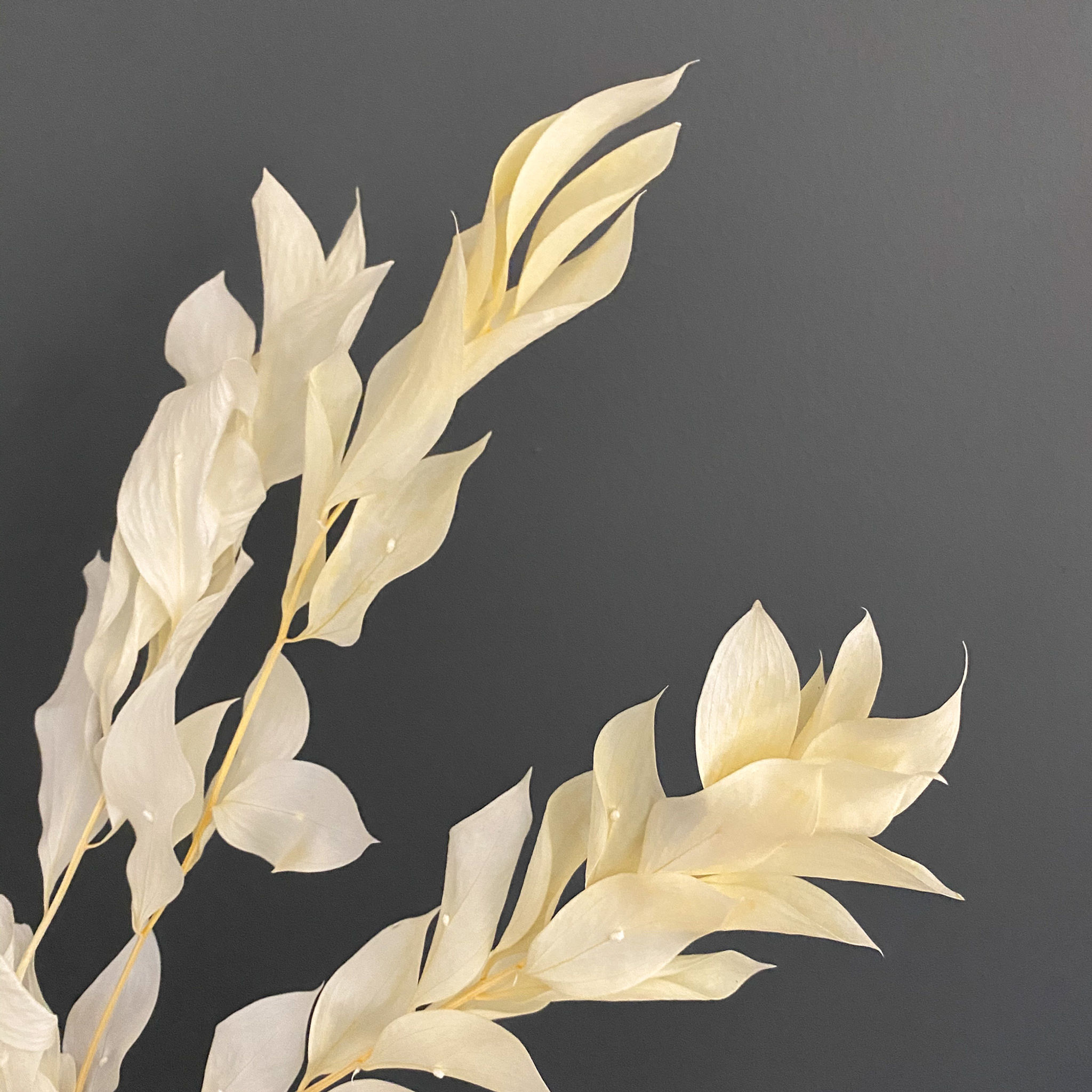 Dried Ruscus Bleached - Stem