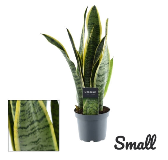 Thumbnail: Sansevieria Laurentii / Snake Plant (Pot is not included)
