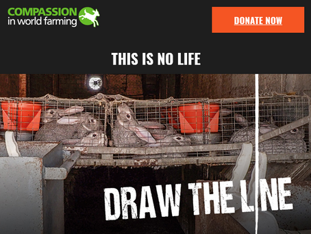 Bunnies Deserve Better!