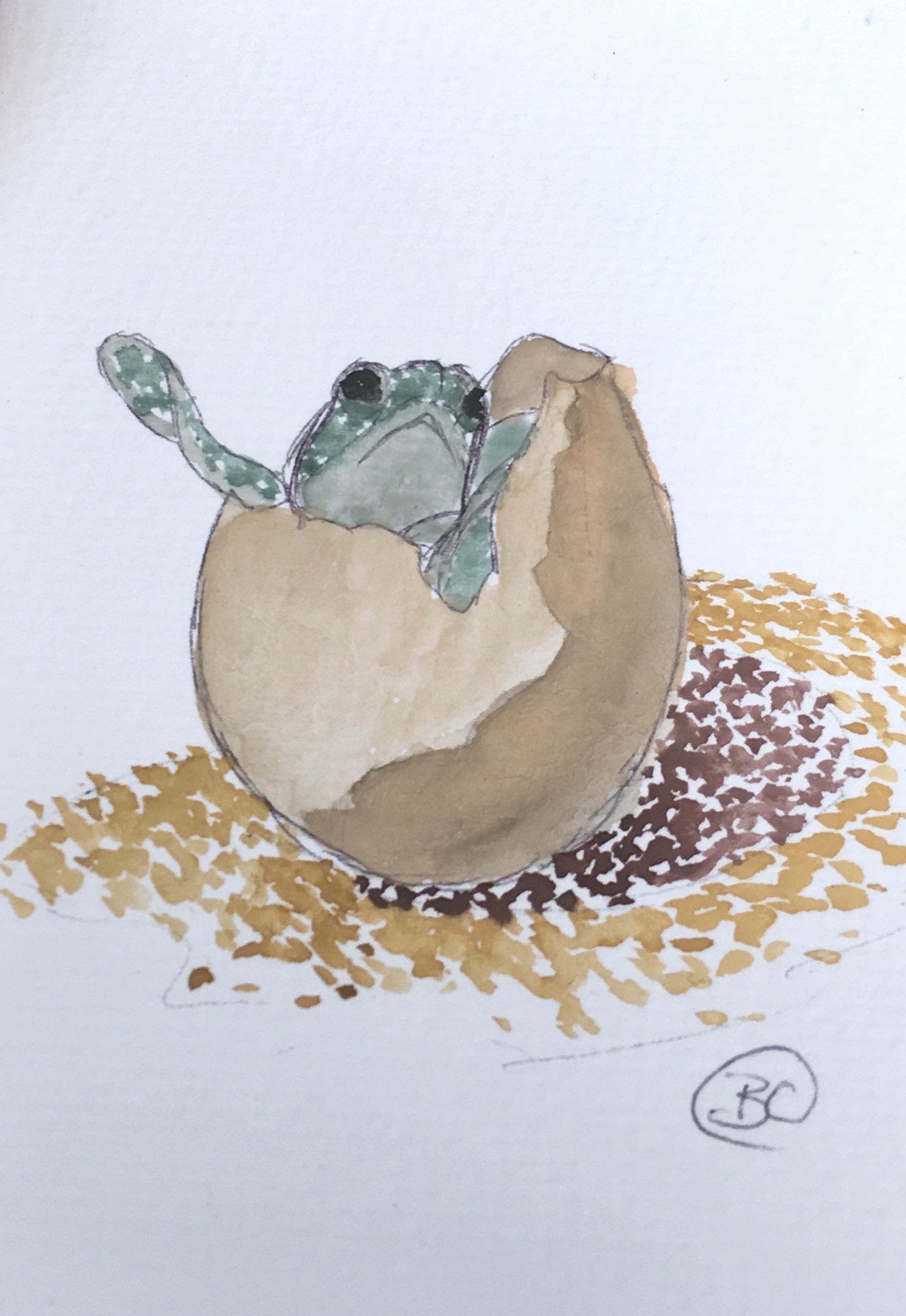 Turtle Hatchling