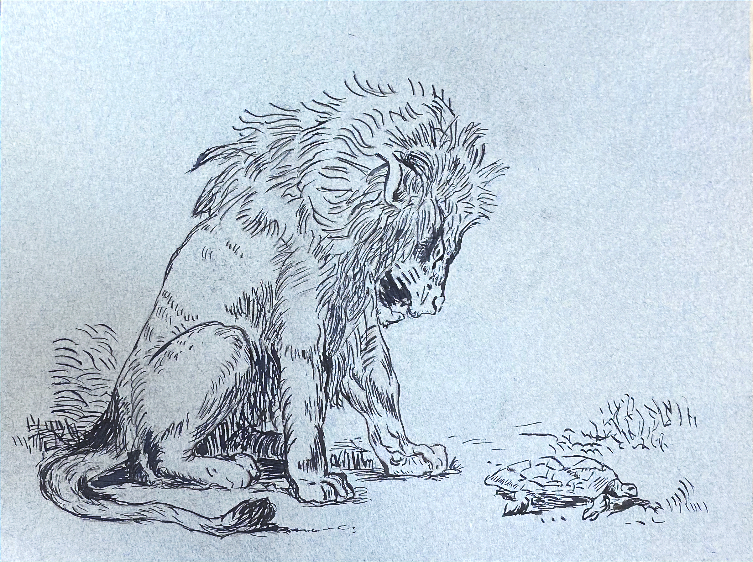 Lion and Tortoise