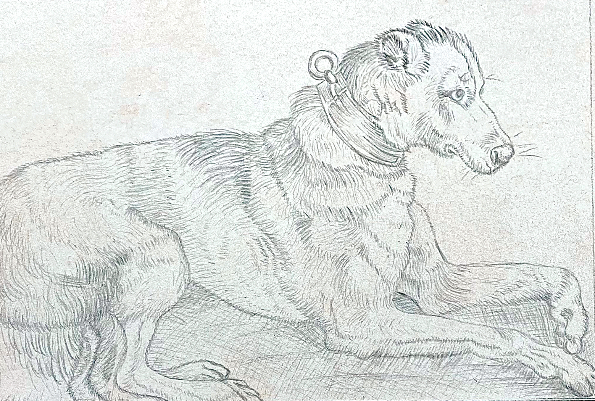 Dog resting