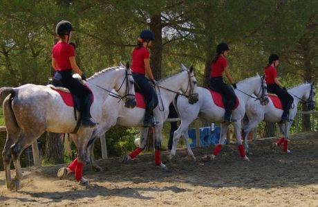 Four dressage riders in red shirts and helmets ride white horses in a sandy arena, surrounded by trees, creating a synchronized formation.