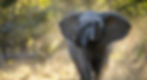 Elephant in Hwange National Park