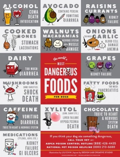 Toxic foods for dogs