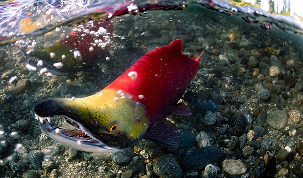 SockeyeSalmon_single_edited_edited.jpg