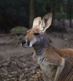 Red Kangaroo