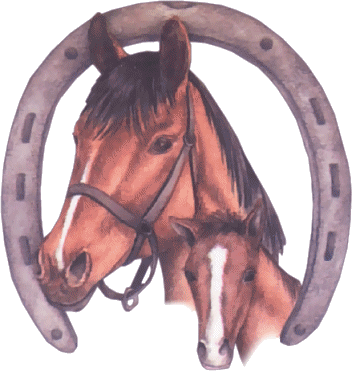 LA FERME A FILMAT, ELEVAGE FAMILIAL, PAINT HORSE & QUARTER HORSE
