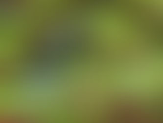 Green leaves on a tree