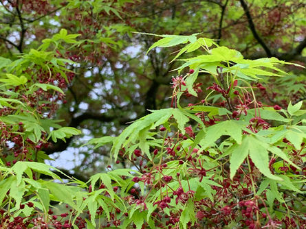 Green leaves on a tree