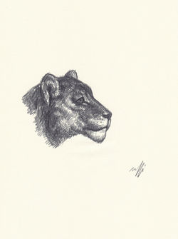 Tête de lionne (Géricault)