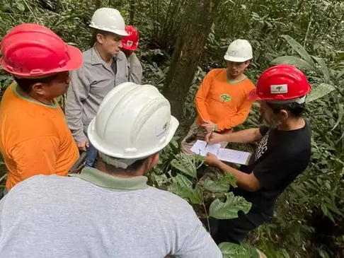 Estudo inédito sobre o ipê no Pará apresenta resultados; madeira representa 4% das exportações.