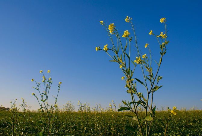 ЧТО ПЛОХОГО В МАСЛЕ КАНОЛА