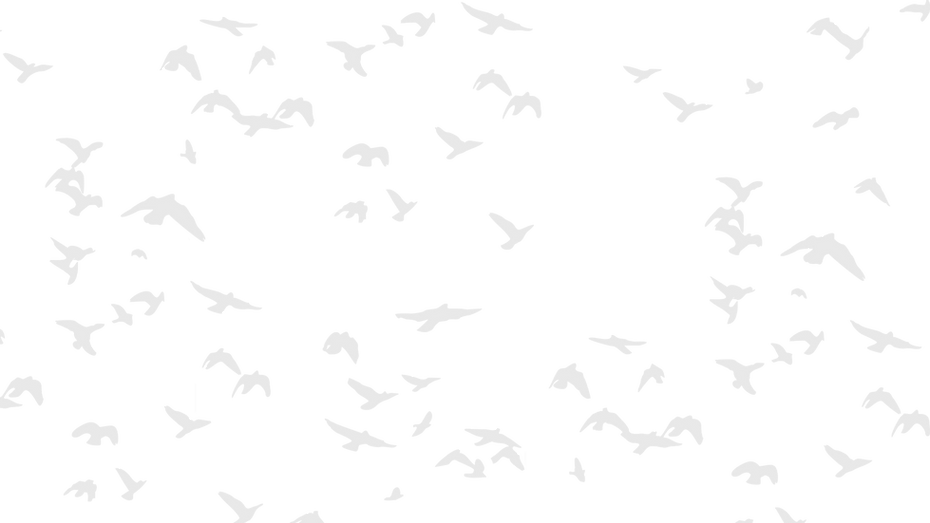 Ravens