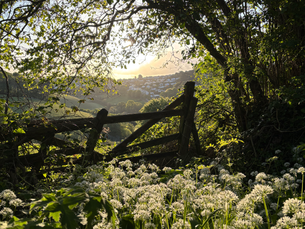 Setting Healthy Boundaries – Harness Spring’s Assertive Energy to Stand Strong with Love