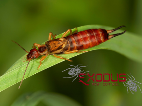 Close-up of a reddish-brown European earwig on a vibrant green leaf, featuring its distinctive rear pincers, with a faint Exodus Pest Control logo in the background