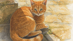 An orange cat resting in a patch of sunlight on old stone.