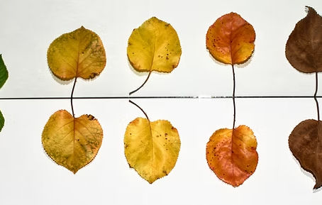 Die 5 Wandlungsphasen und Qi Gong