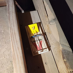 Rodent Control By Exclusion or Different Methods