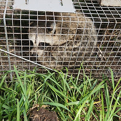 Raccoon Removal