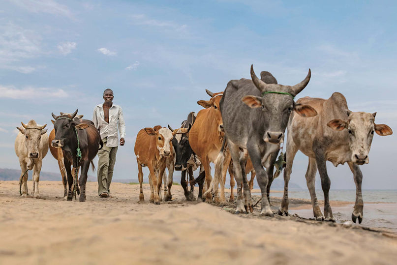 Ed Peeters Photography, photographer, Southern Africa, Malawi, North, Chitimba, village, portrait, people, man, male, outdoor, Lake Malawi, beach, animals, Zebu cow cattle, fairtrade, shepherd, Shuzgo Chitchaya 