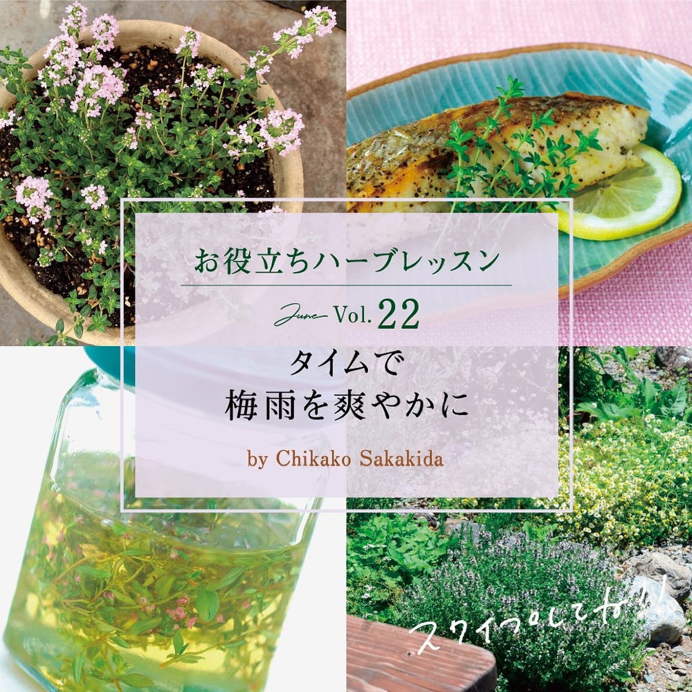 梅雨にはタイムと Yumenoki Factory の ハーブティー石鹸 梅雨にはタイムと Yumenoki Factory の ハーブティー石鹸