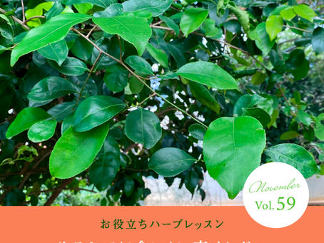 Yumenoki Factory のハーブ便り/サラシアに会いに南インドへ