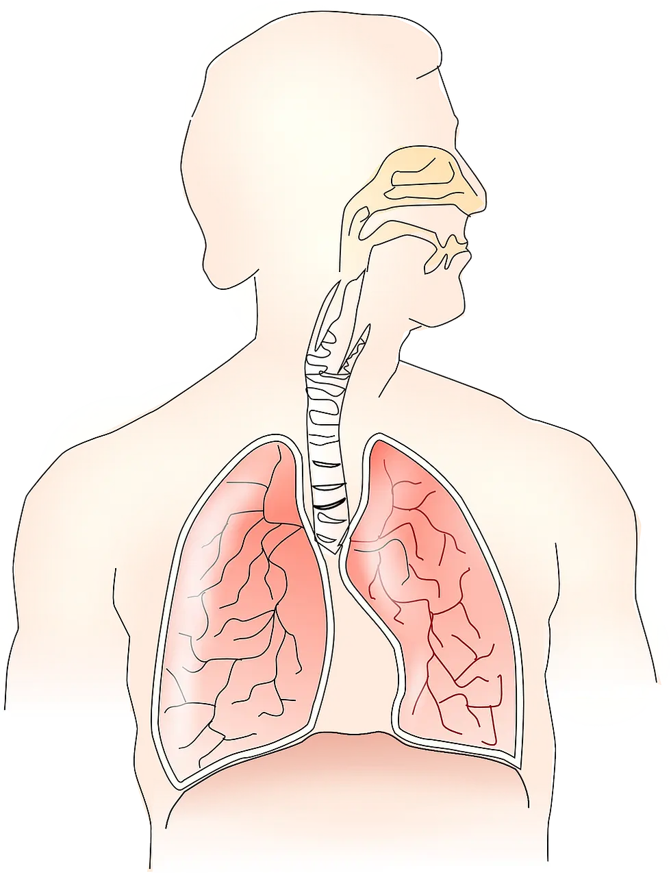 La respiration (Partie 1) : Conférence en ligne