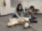 Dog Therapy Night