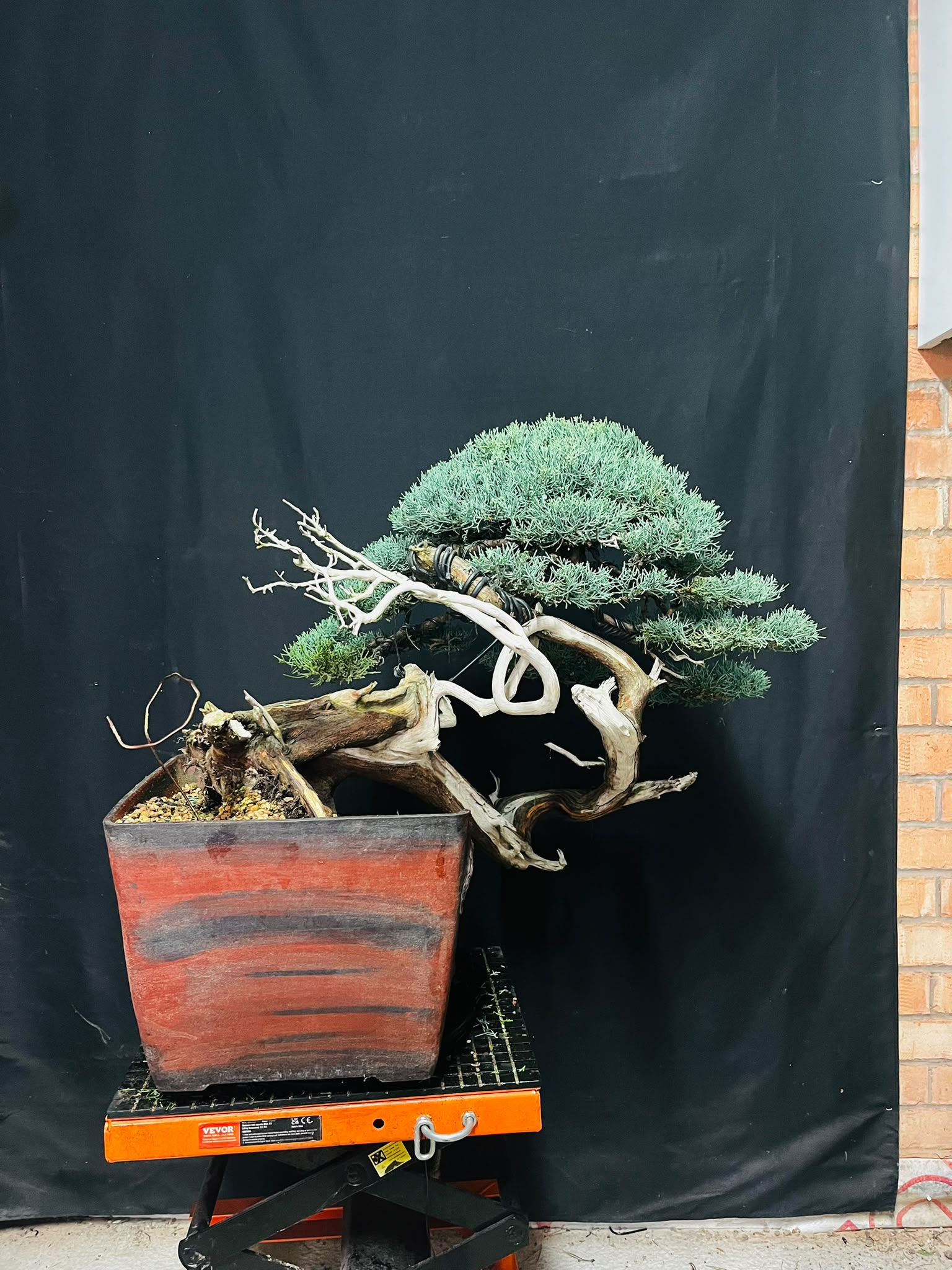 Chinese Juniper – Mature Specimen Bonsai - LDB10004