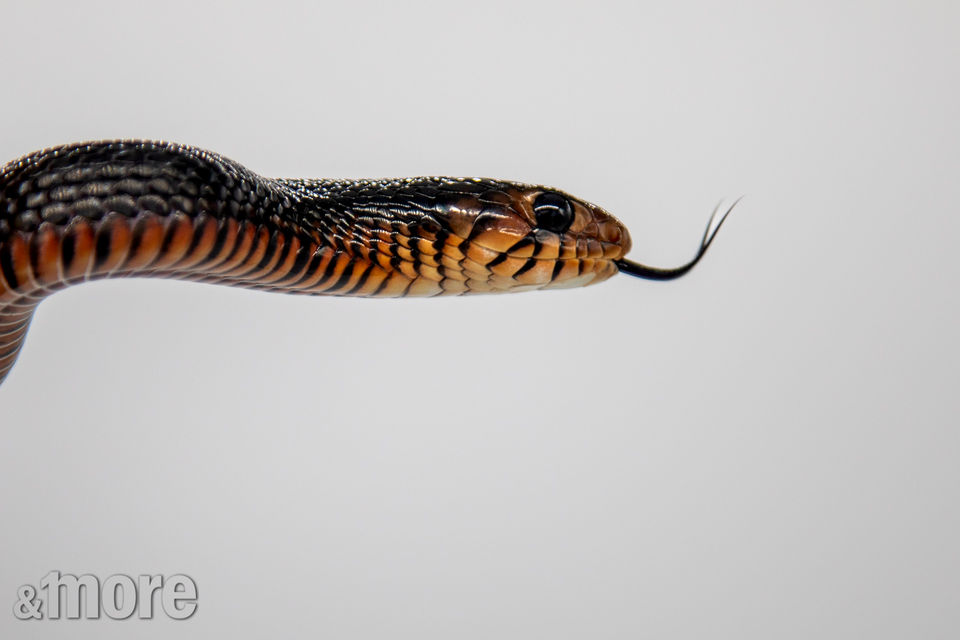 Pets_Snake_H.jpg