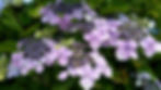 Flowers at Beau Lodge